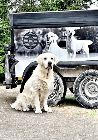 Hundeanhänger_Sporthund