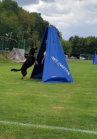 Hundesportgeräte_IGP
