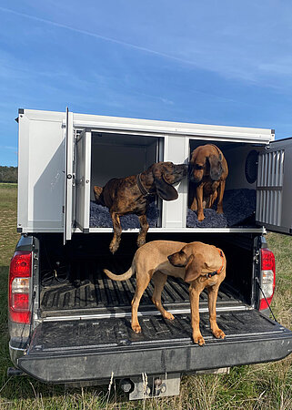 Thermobox für Hunde