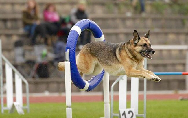 Agility