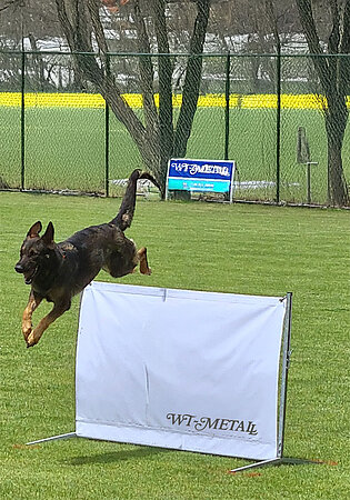 Hundesportgeräte_IGP